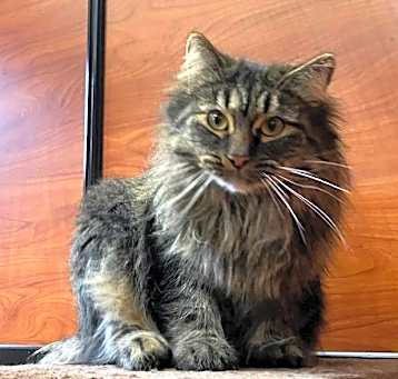 Photo of Fluffy