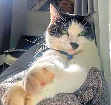 Photo of Kylie- RC PetSmart