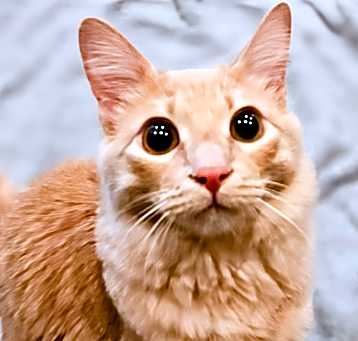 Photo of Sunny- RC PetSmart