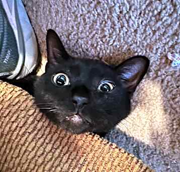 Photo of Cornelius aka Corn