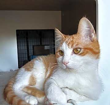Photo of Barley