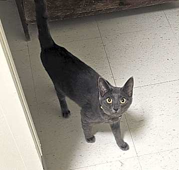 Photo of Indigo