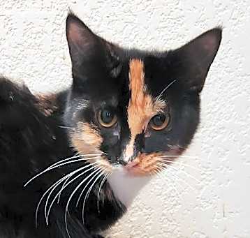 Photo of Skittles