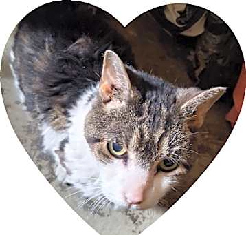 Photo of Friskie
