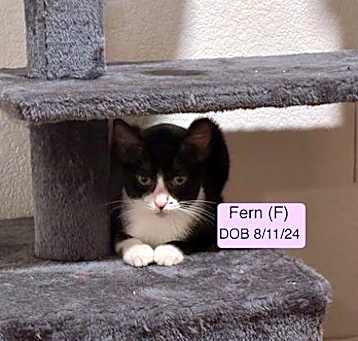 Photo of Fern