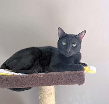 Photo of Black Jack