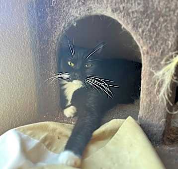 Photo of Dixie