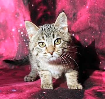 Photo of Jarrah (Available with Dharma)