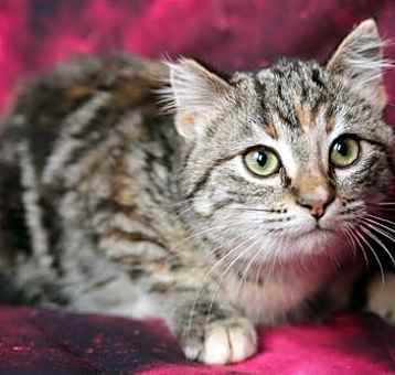 Photo of Dharma (Available with Jarrah)