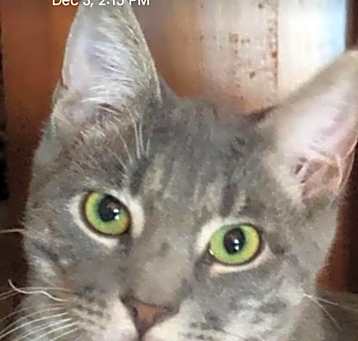 Photo of Bentley
