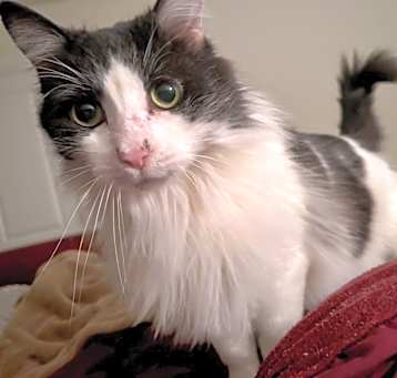 Photo of Billie - AR (PetSmart Laurens Rd)