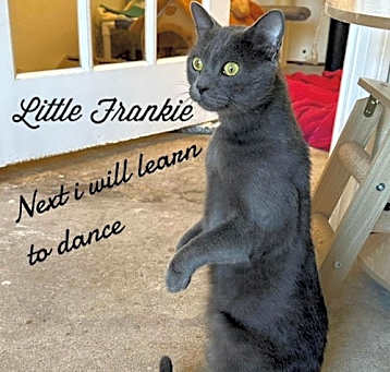 Photo of Little Frankie