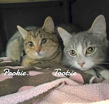 Photo of Pookie & Tootsie