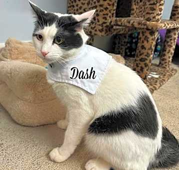 Photo of Dash-M  & Salty-F