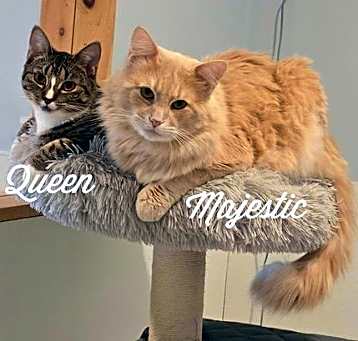 Photo of Majestic & Queen