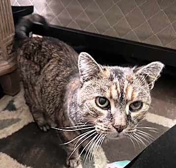 Photo of Rosie