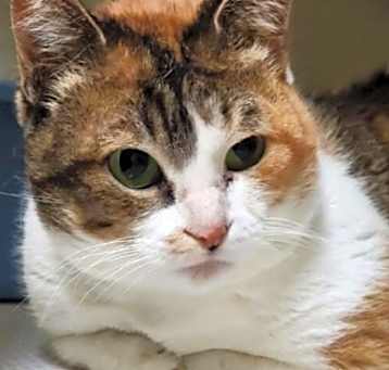 Photo of Daisy