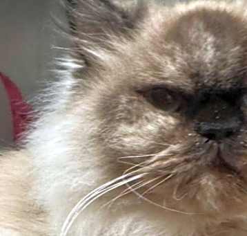 Photo of Pichu