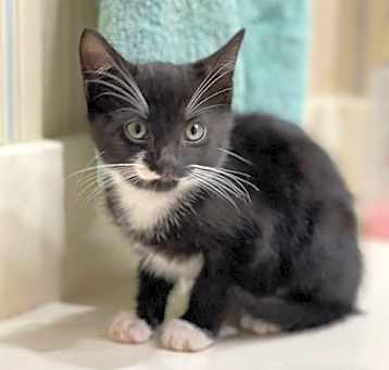 Photo of Roscoe