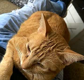 Photo of Jazzie