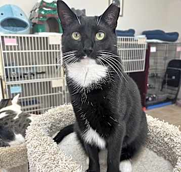 Photo of KASSIE - ADOPTION PENDING