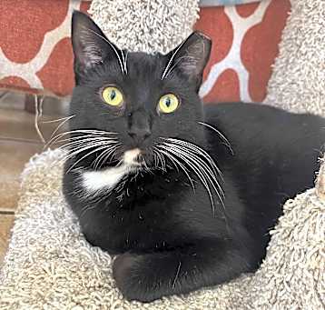 Photo of KRISSIE - ADOPTION PENDING