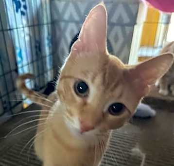 Photo of Thibodeaux (Tibbs)