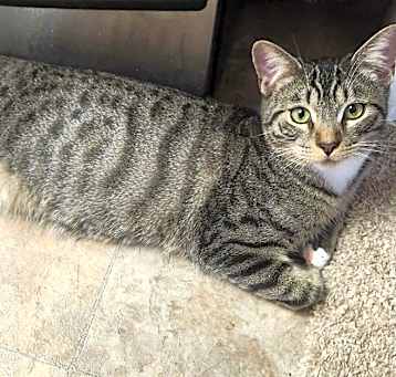 Photo of APOLLO
