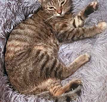 Photo of CAPPUCCINO