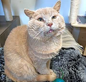 Photo of Garfield