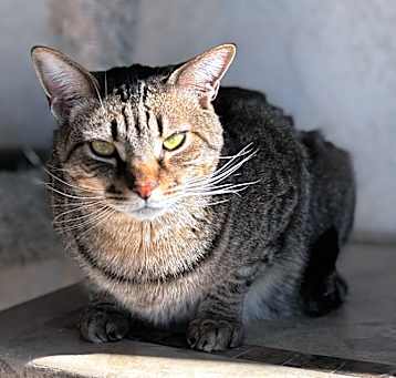 Photo of Felix