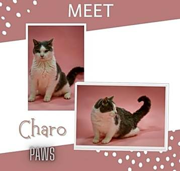 Photo of Charo