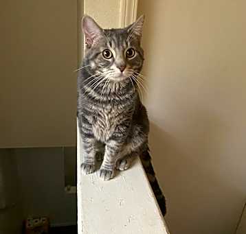 Photo of Ash