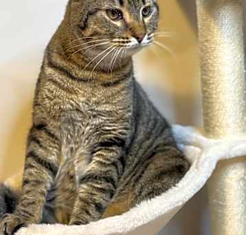 Photo of Tober - MS