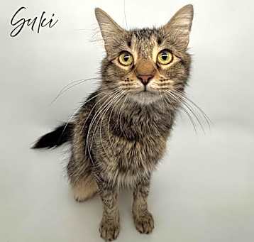 Photo of Suki