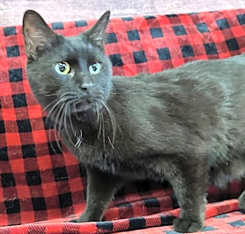Photo of Carlito (kipper)