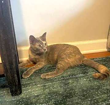Photo of Hilda(foster care)