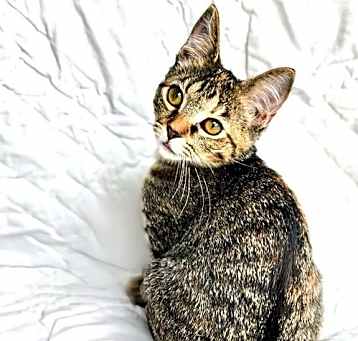 Photo of KITTEN MADISON