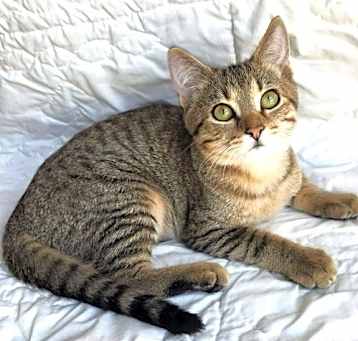 Photo of KITTEN RIVER