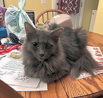 Photo of Kitty