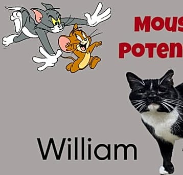 Photo of William - The Wild Kitty