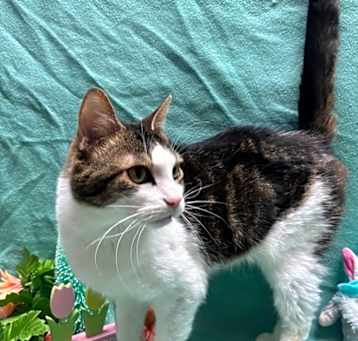 Photo of Juno