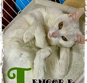 Photo of Encore 'T' *Cyd