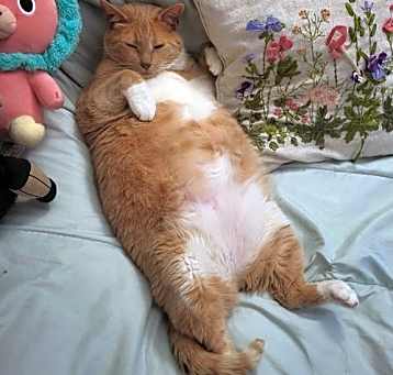 Photo of Pumpkin