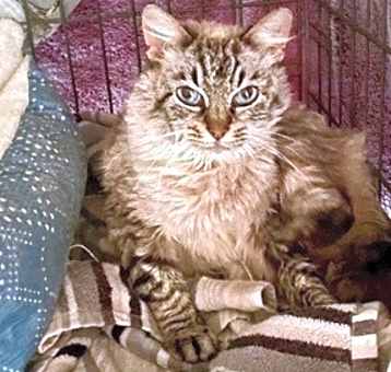 Photo of Amber