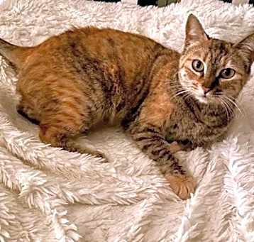 Photo of Suki