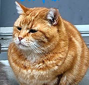 Photo of Garfield