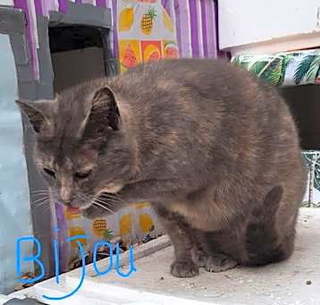 Photo of Bijou
