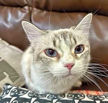 Photo of Purrseverance