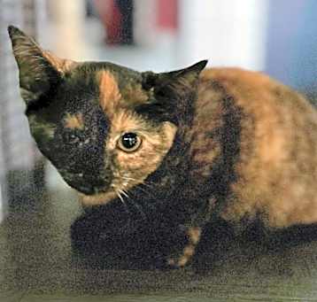 Photo of Chi Chi